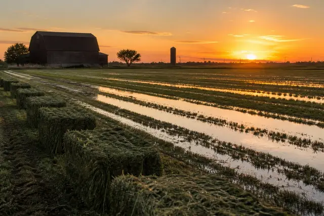 Flood-irrigated alfalfa field at sunset near Gilbert with hay bales along the edge and a barn silhouetted in the distance